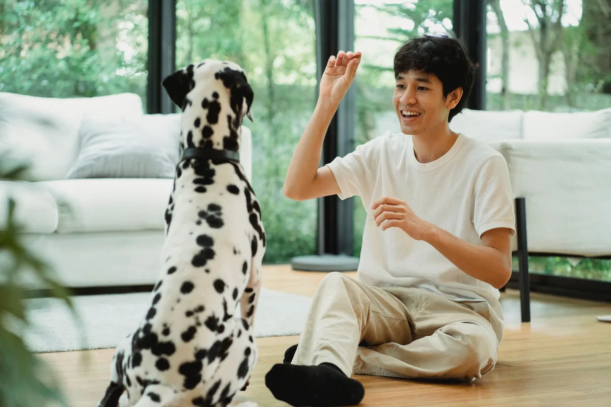 dog training treat