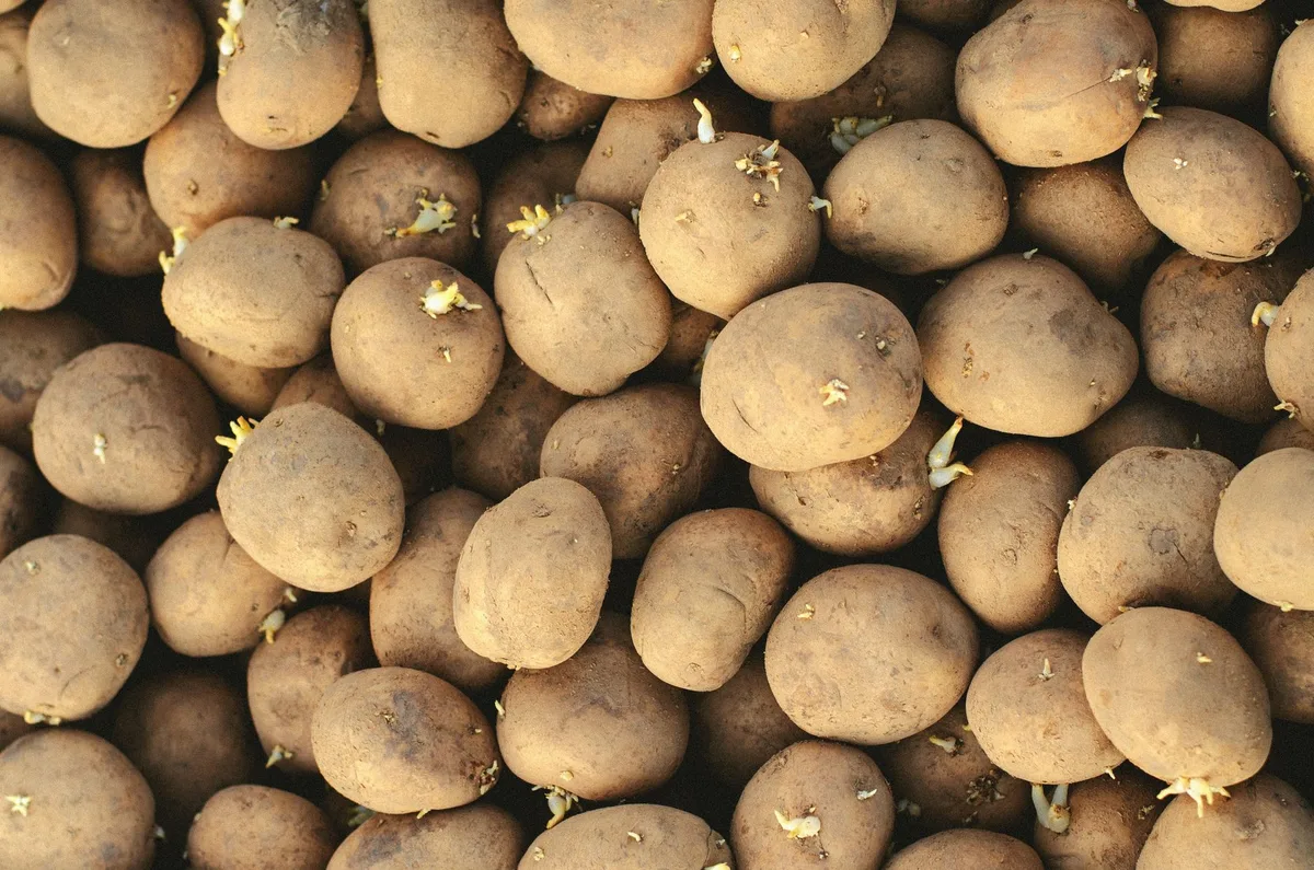 seed potatoes