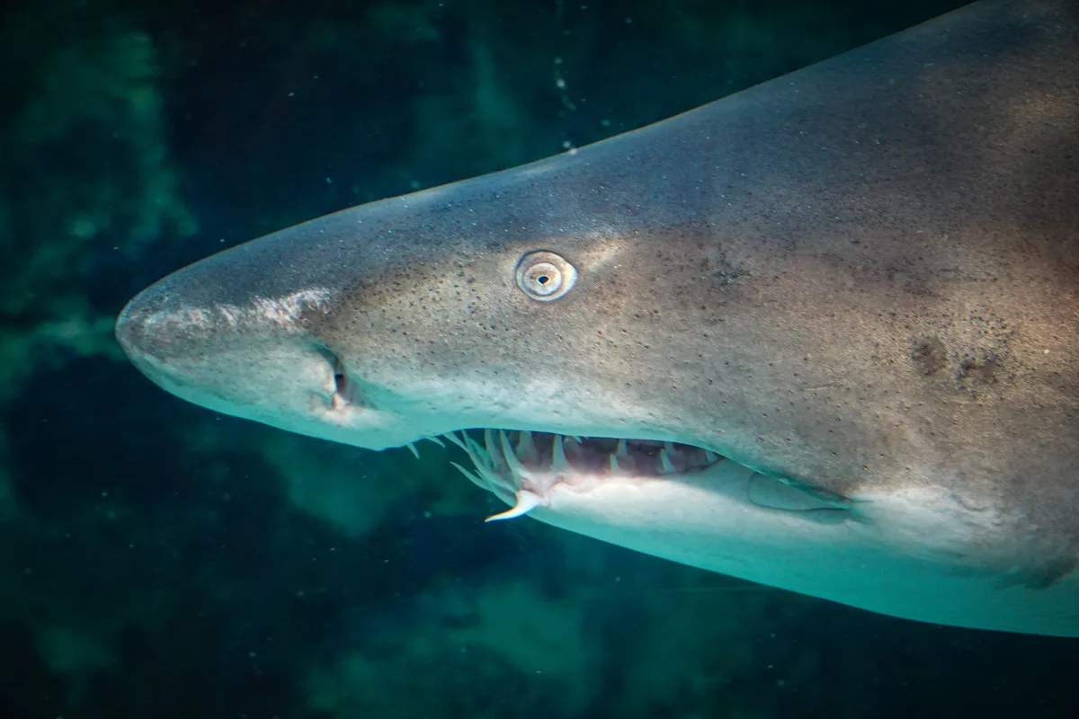 shark air purifier unplug