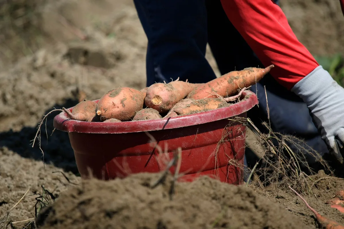 trash can potato harvest