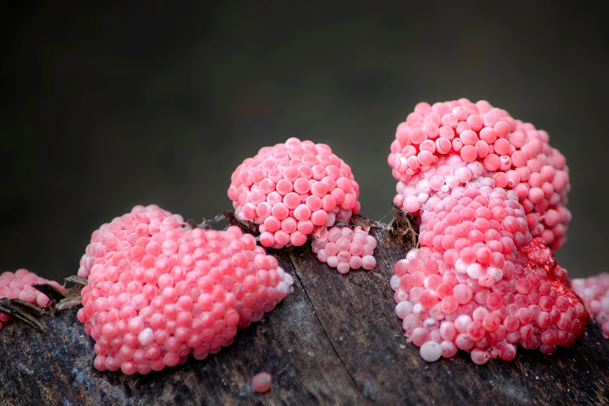 pink slime biofilm